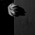 Võimsad FOTOD: Fotograaf on mustvalgete fotode kaudu üles jäädvustanud kasside müstilise elu