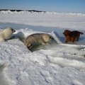 ФОТО: Снимки тюленей, сделанные жителями Рухну, повергли исследователя в шок