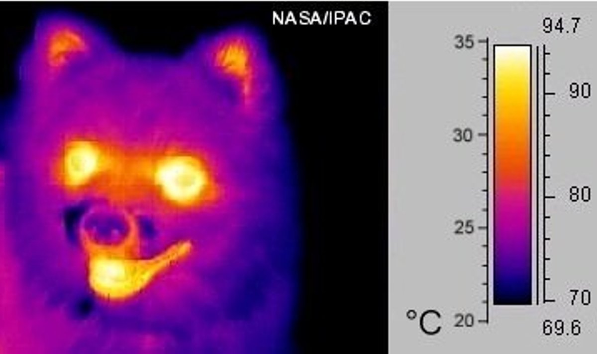 Koera termograafiline pilt infrapunakaameraga