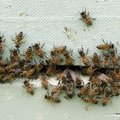 Mesinikele makstakse järgmisest aastast iga mesilaspere eest toetust