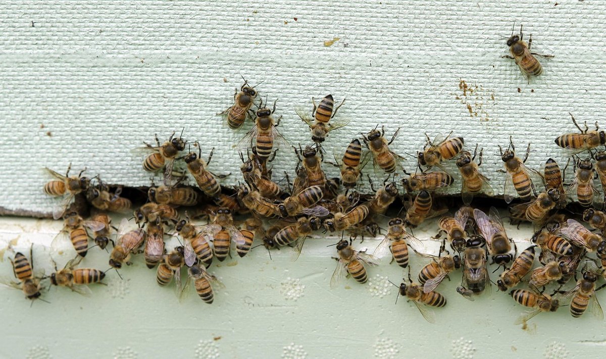 Mesilased