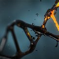 CRISPR-geenikääride varjukülg: DNA muutmine toob ka ebasoovitavaid muutusi