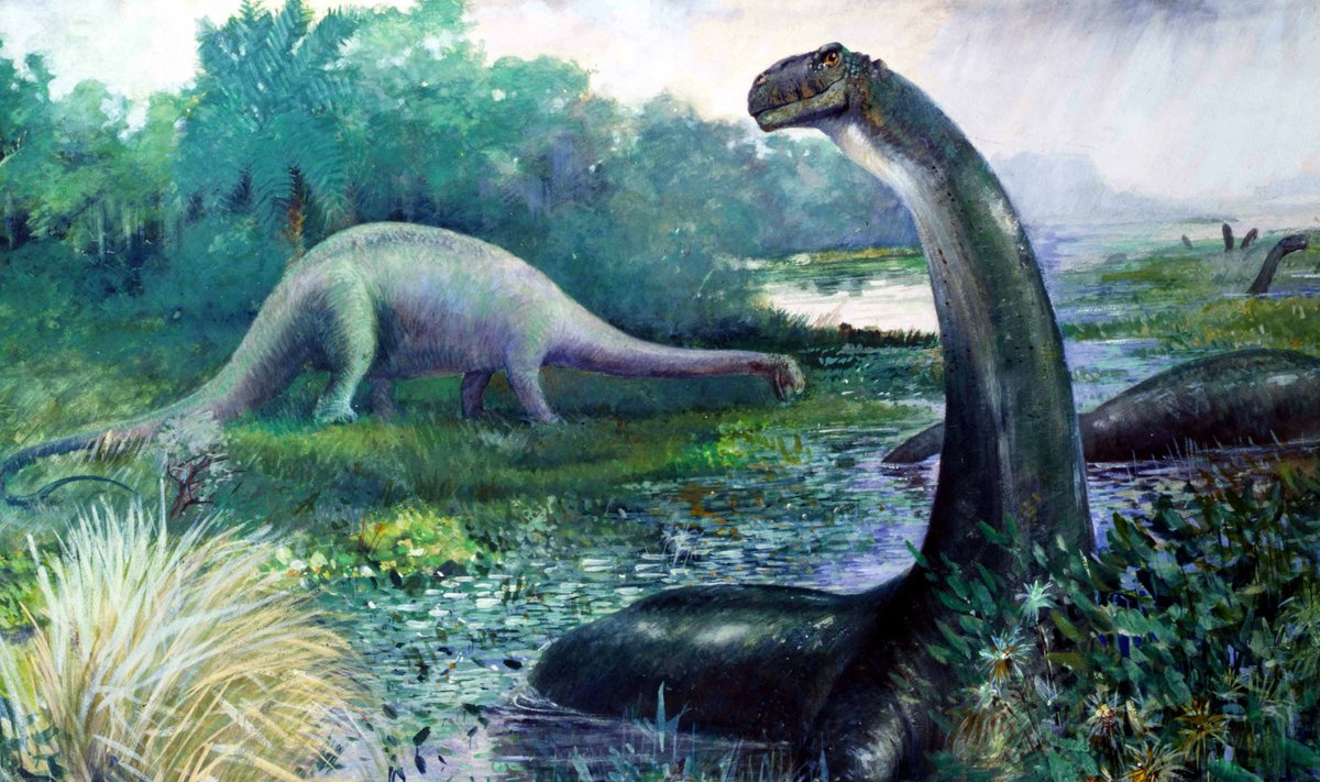 Sauropoodide sekka kuulunud brontosaurus kunstniku kujutluses.