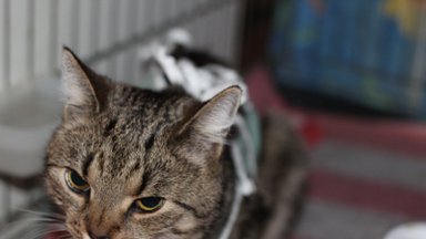 Täpu kurb lugu | maantee äärde hüljatud kassipoeg seisab silmitsi rea tervisemuredega