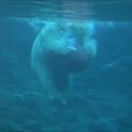 NUNNUVIDEO: Kaheaastaseks saanud jääkarumürakas Aron näitab ette, kuidas käib kogukehatareening palliga