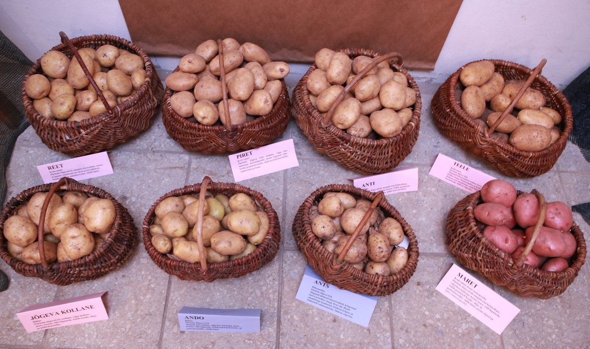 Eesti kartulisordid maaviljeluse instituudis Sakus.