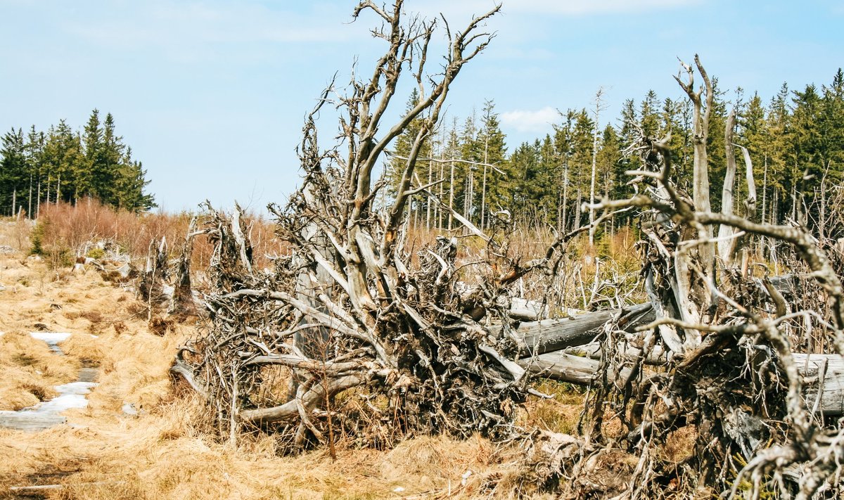 1999. aasta detsembri lõpus Euroopas möllanud Lothari-nimelise suurtormi hävitustööd meenutavad Saksamaal need väljajuuritud puud.