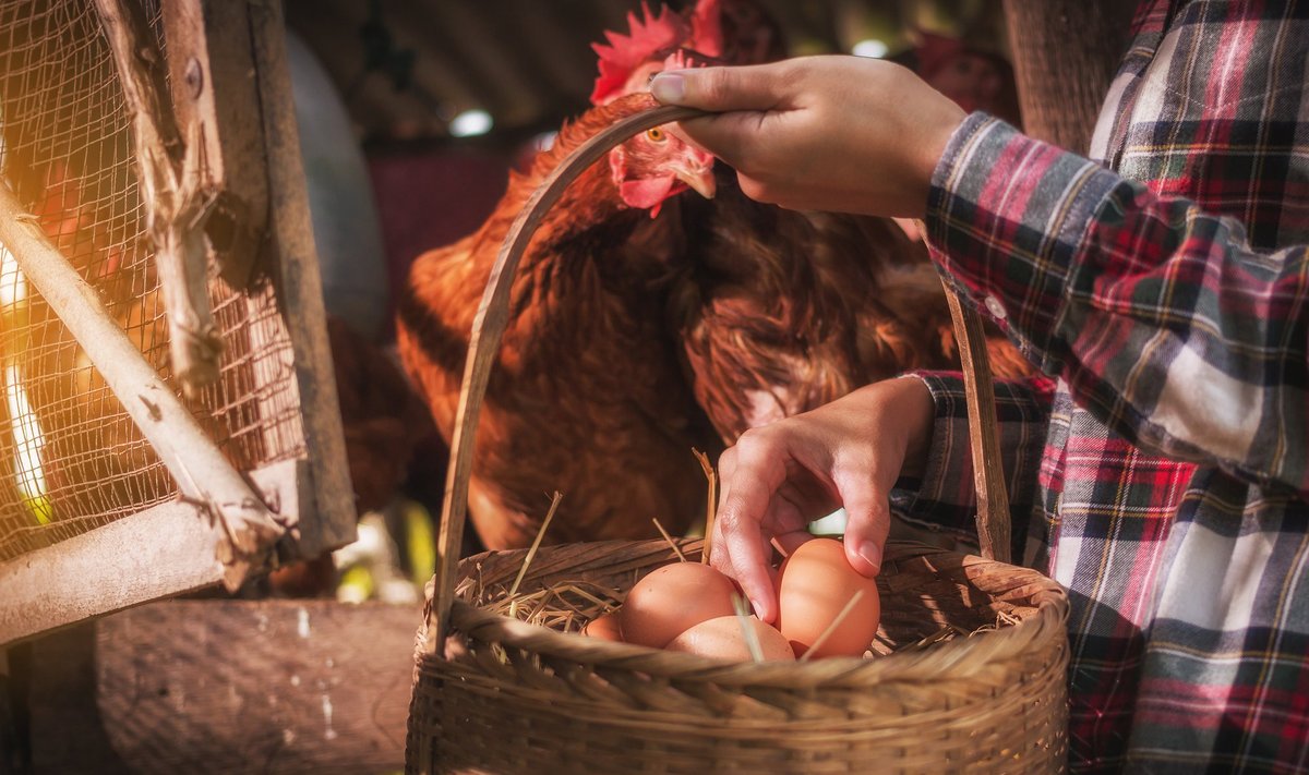 Эстонские производители яиц прогнозируют, что цена продолжит расти.