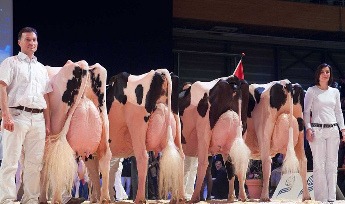 100% lehmailu: Milline udar, milline saba! Vasakul, teistest suurem, on lehmade EMi võitja, kõrval teised Šveitsi võistkonna liikmed. (Foto: Euroholstein 2013 pressifoto)