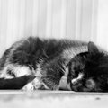 Pea terve päeva unes: mis toimub kassiga, kui ta magab?