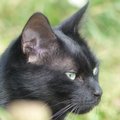 Õpetusi maagiliseks volbriööks: must kass toob kaitset ja õnne neile, kes temasse headuse ja armastusega suhtuvad