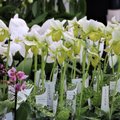 ФОТО: В Ласнамяэ открывается крупнейший садоводческий центр
