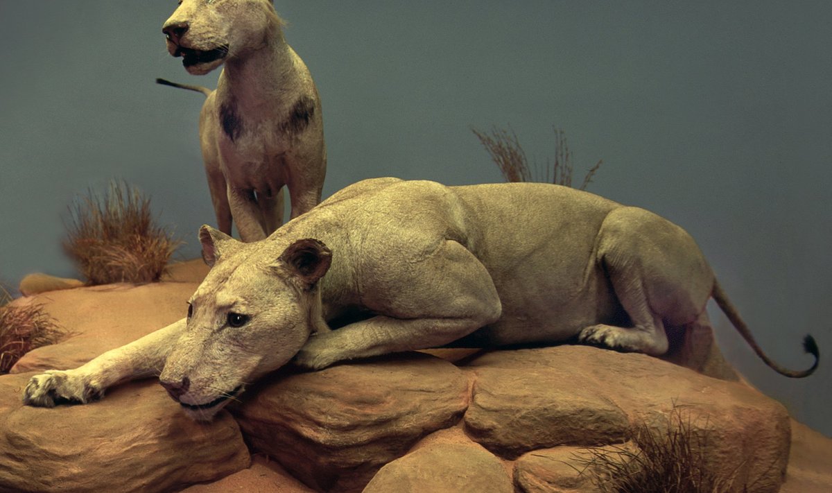 Tsavo lõvide topised Chicago muuseumis