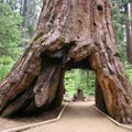 Ameerika kuulsaim puu: kunagi raiuti sellest tee läbi, viieaastane põud tappis lõplikult