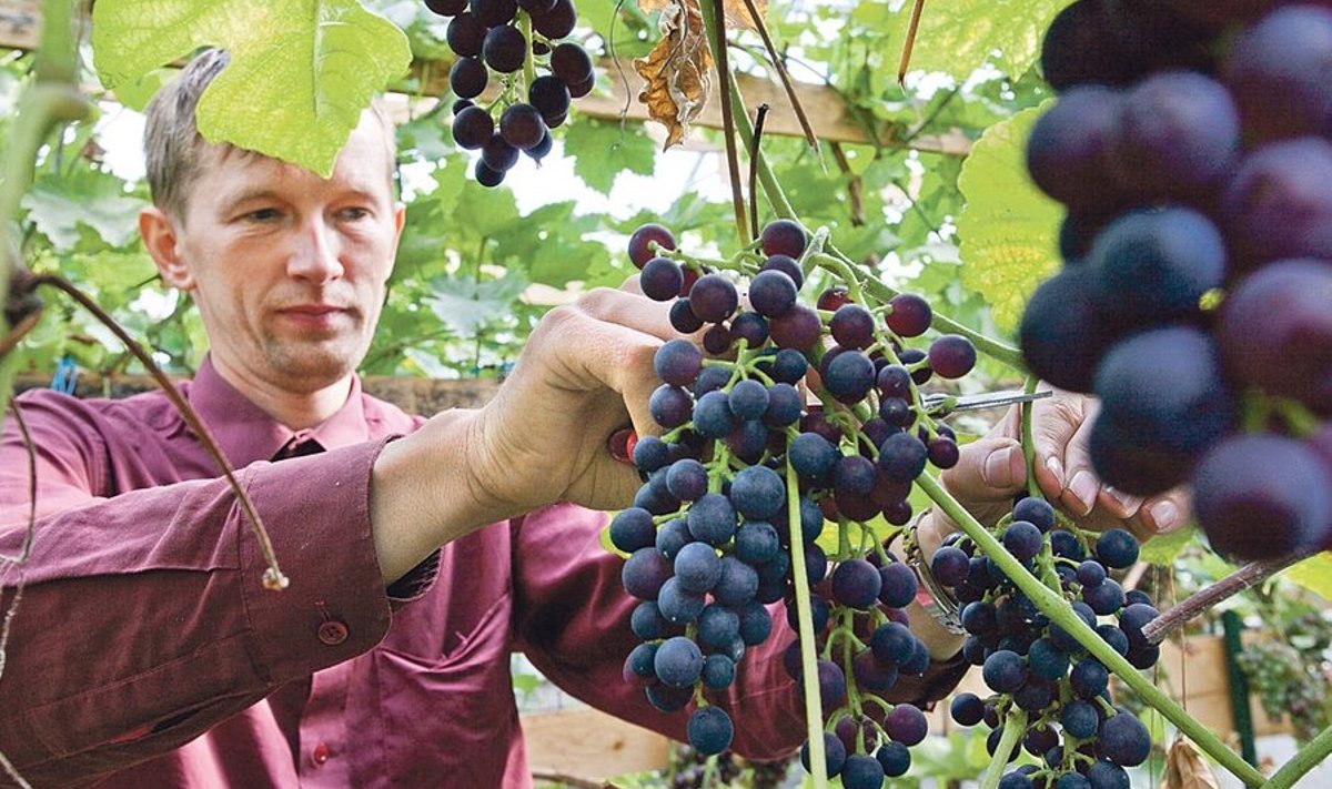 Taavi Serva kasvuhoonetes kasvasid tänavu magusad viinamarjad, mis jõuavad nii Võru kui Tartu poelettidele.