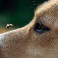 KUI MINU KOER | Mida teha, kui minu koer saab putuka käest nõelata?