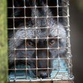 Karusloomafarmide keelustamise eelnõu jõuab lõpphääletusele juunis