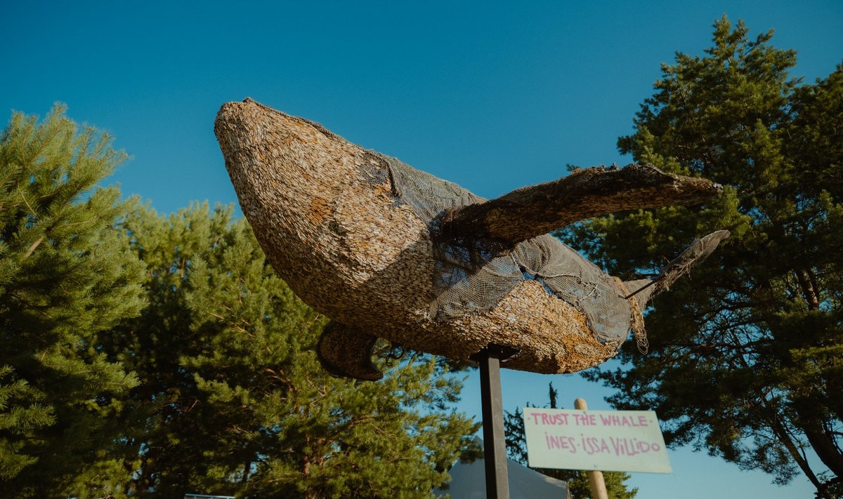 На данный момент скульптура выставлена на Сааремаа, но с 3 сентября кита можно будет увидеть перед Культурным центром Салме в Таллинне.
