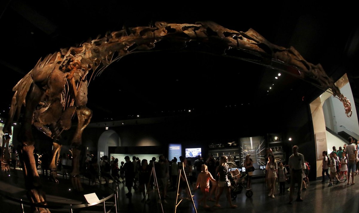 Skeleti mudel on väljas New Yorgis Ameerika loodusajaloo muuseumis. See on nii suur, et skeleti pea ei mahu kerega samasse ruumi.