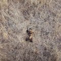 ВИДЕО С ДРОНА | Уникальные кадры!  Молодой медведь гуляет по лесу и лакомится ветками дерева