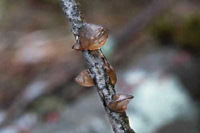 Эксидия сжатая (Exidia recisa), по-эстонски — lehtersüldik