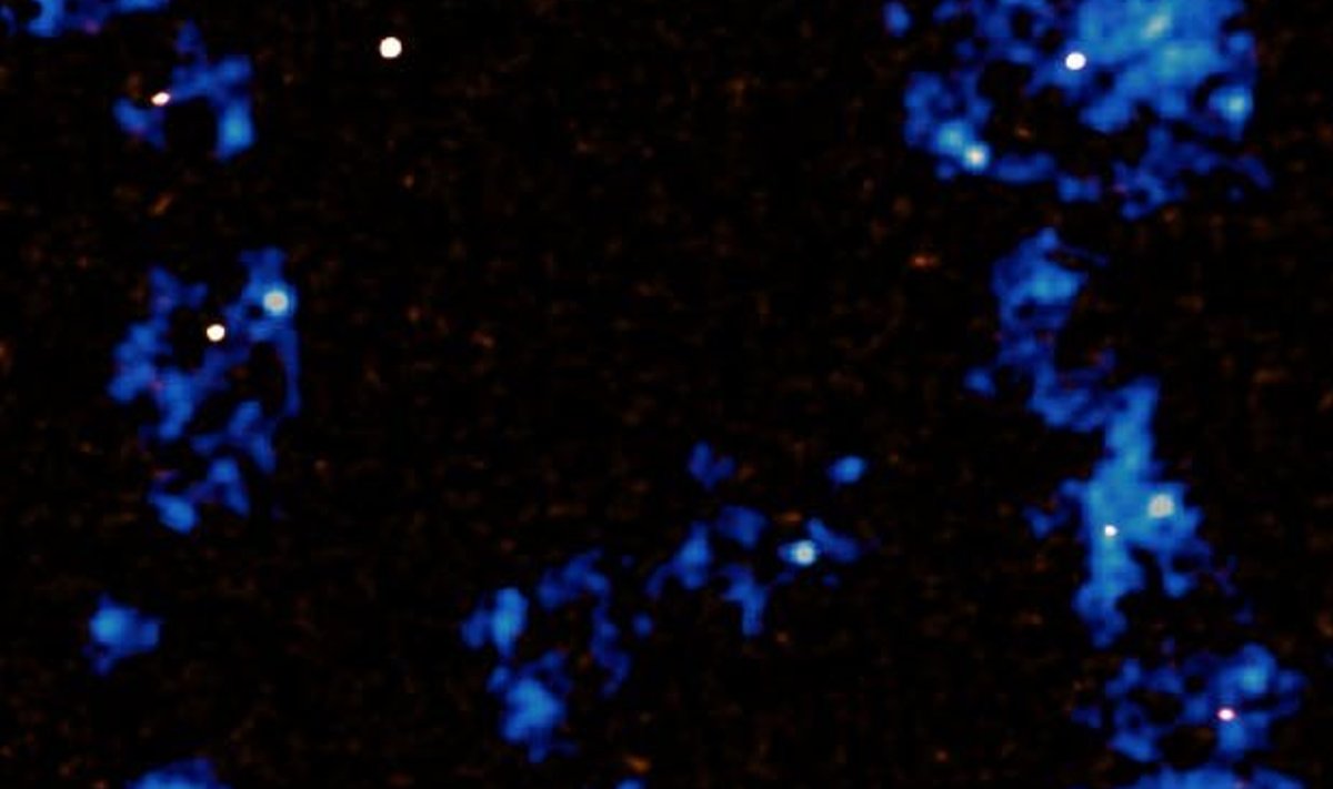 See kaart näitab gaasiniite (sinised) ja nendes aktiivse täheloomega galatikad (valged täpid), mis niitidest toitu saavad. (Foto: RIKEN / Tokyo ülikool)