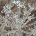ФОТО | Ледяной дождь превратил полевые растения в сказочные цветы 