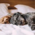 HEA TEADA | Kas lemmikloomaga voodi jagamine on ilmtingimata hea idee?