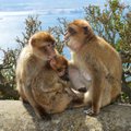 GIBRALTAR | Tükike Suurbritanniat Hispaania külje all — Euroopa ainsate vabas looduses elavate ahvide kodu