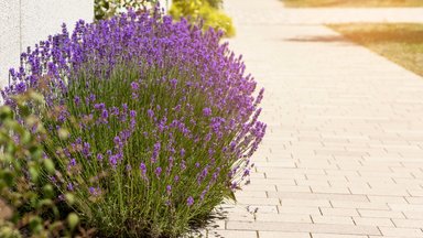 Häid põhjuseid, miks sel hooajal aeda ohtralt lavendlit istutada