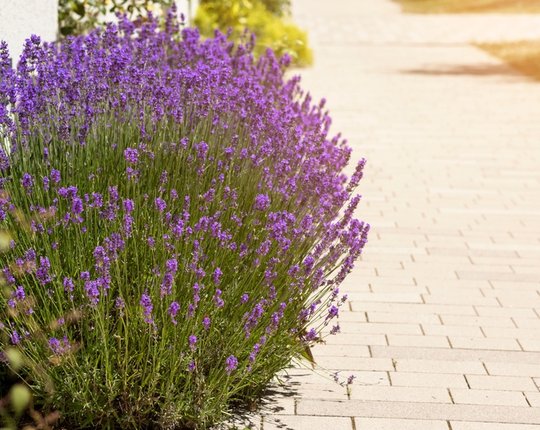 Häid põhjuseid, miks sel hooajal aeda ohtralt lavendlit istutada