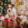 Jõuluperiood sai alguse: veterinaarid manitsevad mustale statistikale viidates loomaomanikke hoolsamale käitumisele pühade ajal
