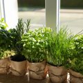 12 kasulikku maitsetaime, mida aias või rõdul kasvatada