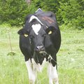 Sõrmus: Leedu otsus toetada kohalikke piimatootjaid mõjutab meie piimatootjate konkurentsivõimet