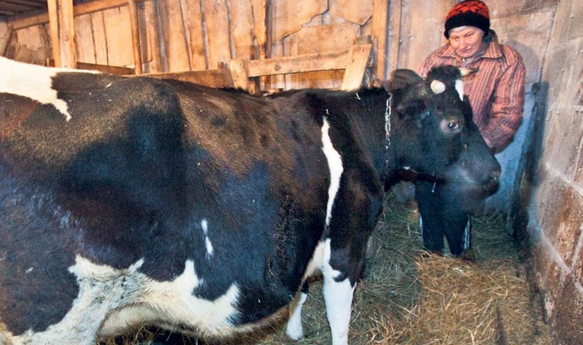 Helle Hansti lehm Täpi on üks Kasepää valla kahest  viimasest piimaandjast.