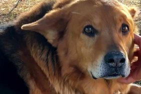 Aita leida jõhkardist omanik! Peremees jättis sureva koera Võsu bussipeatusesse ja lahkus