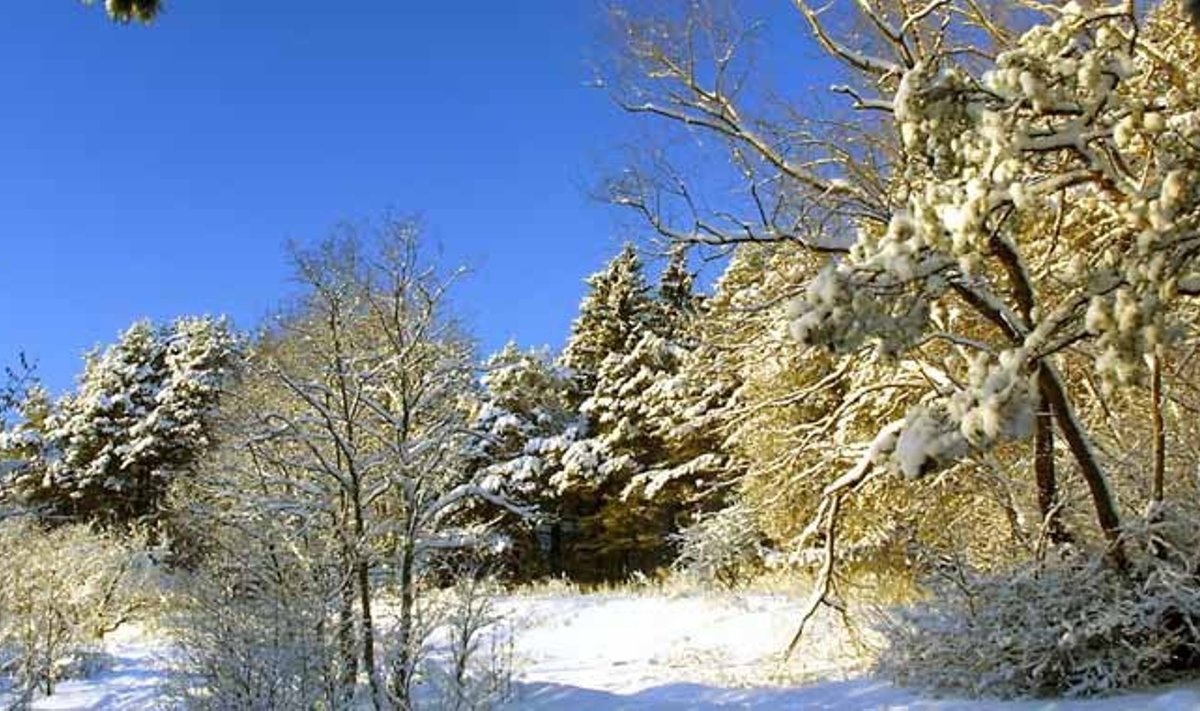 Pirital on ilus ka talvisel ajal, seda võib tõdeda igaüks, kes lund ei pelga ja võtab vaevaks väikse jalutuskäigu ette võtta (Foto: Tiit Mõtus)