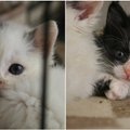 Aita, kui saad: emata jäänud kassipojad võitlesid end haigusest vabaks hiiglasliku kliinikuarve hinnaga