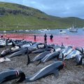 VIDEO | Fääri saartel tapeti ühe päevaga 1400 delfiini. Isegi vaalapüüdjad on šokis: „Keegi tegi suure vea.”