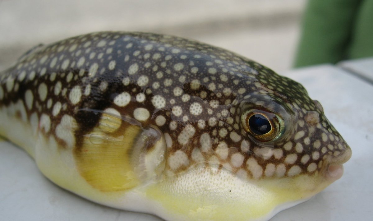 Väike fugu - nunnu kala, mis valesti valmistades on surmavalt mürgine.