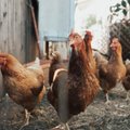 В России зафиксирован первый случай заражения человека вирусом птичьего гриппа H5N8