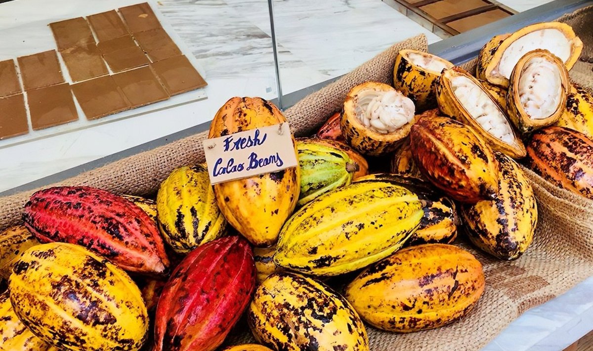 Ценный плод: кроме мякоти какао-боб содержит от 30 до 50 крупных семян светлой окраски. Бобы какао состоят на 40–50% из жира, именуемого маслом какао, и сухих веществ, из которых получают какао-порошок.