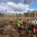 Metsamajanduses on tööhõive kriisi kestel kasvanud