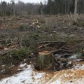 Kuidas toimub metsa raie ja müük?