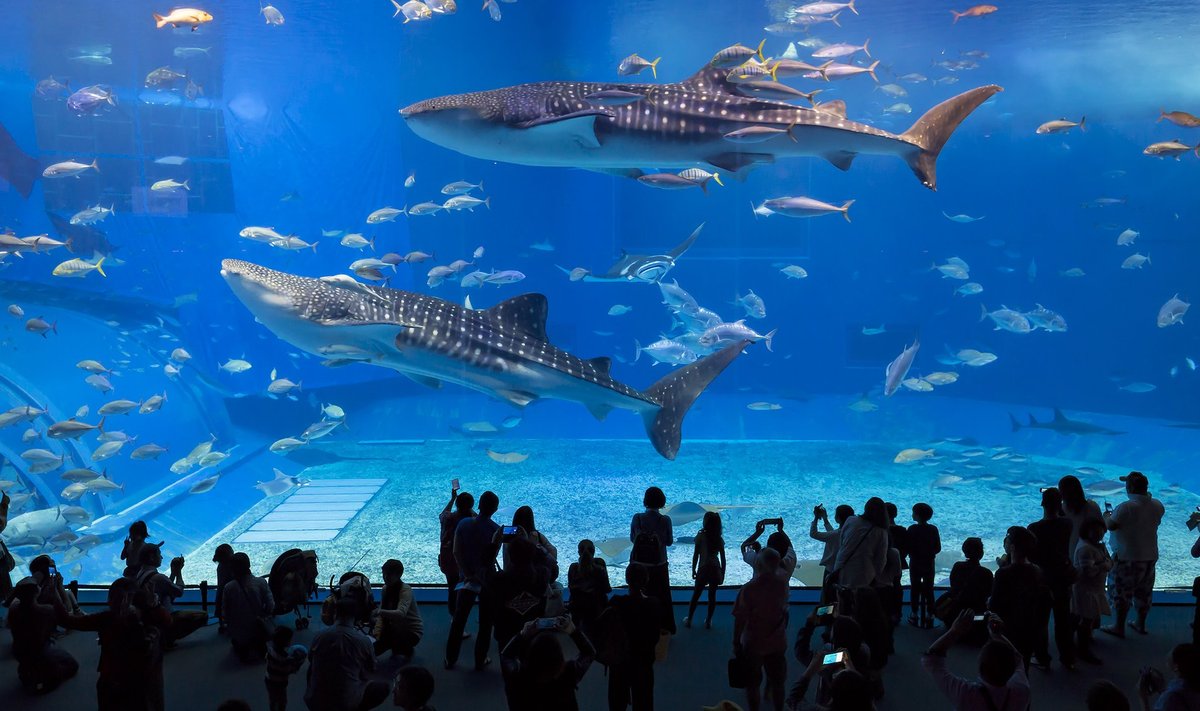 OKINAWA CHURAUMI AKVAARIUM: Maailma suuruselt kolmas akvaarium asub Jaapanis.