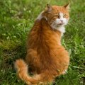Лайфхак дня: как успокоить буйного кота, который не любит расчесываться