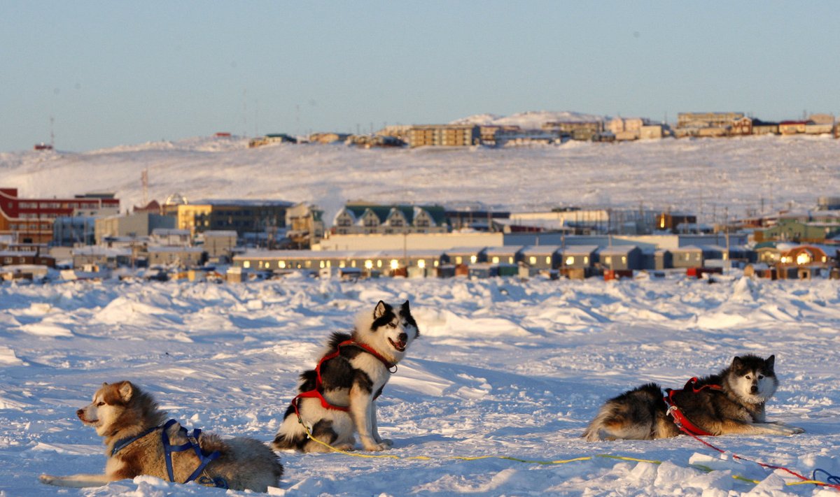 Stseen Nunavutist: müstilise heliga mitteseotud kelgukoerad Frobisheri lahe jääl puhkamas.