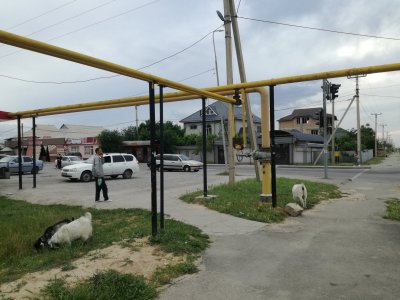 Kasahstanis mängib igaüks taksot. Kitsede vahel auto peatamine on lihtne ning tihti küsivad isehakanud hoopis soodsamat hinda, kui n-ö päris taksod.