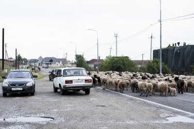 AJALOO ILU: Naltšiki linnaservas tõmbuvad autod õhtuti maanteedelt kõrvale, et koju liikuvatele lamba- ja lehmakarjadele ruumi teha.