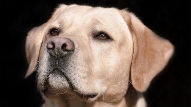 Saladusi ei ole: 5 üllatavat asja, mida sinu koer tunnetada suudab